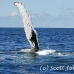 whale_humpback_h_00713_dom2786.jpg
